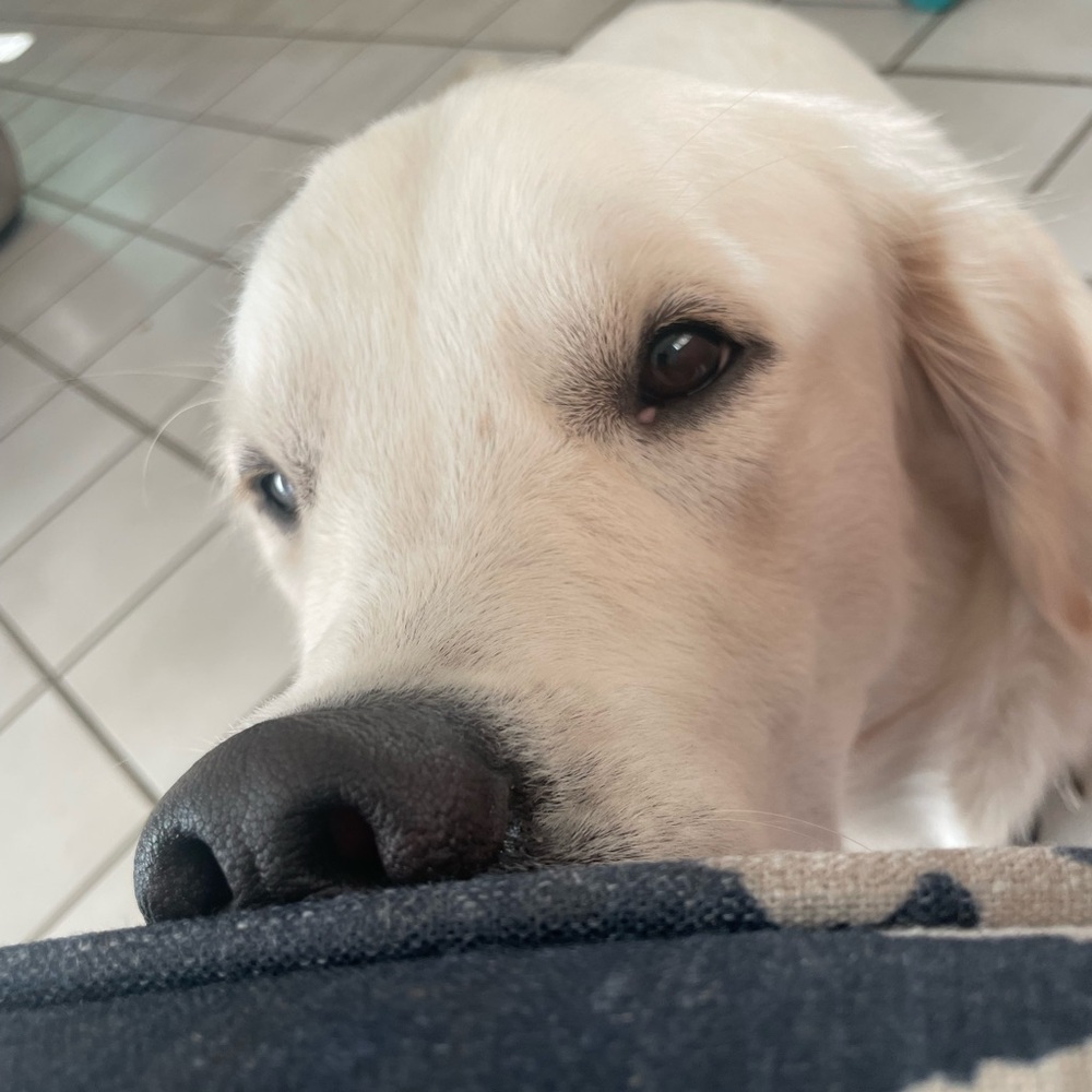 Meet your Posher, Savannah